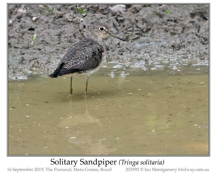 Photo of Solitary Sandpiper solitary_sandpiper_203592