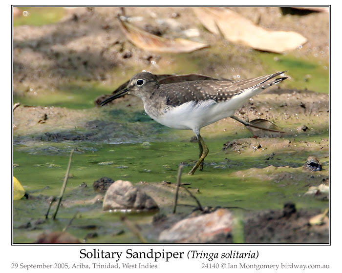Photo of Solitary Sandpiper solitary_sandpiper_24140