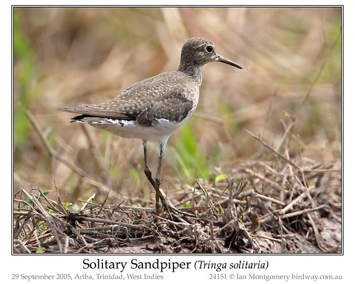 Photo of Solitary Sandpiper solitary_sandpiper_24151