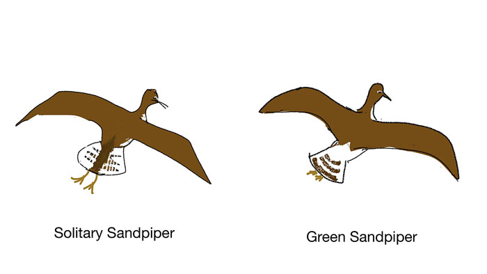 Photo of Solitary Sandpiper solitary_sandpiper_drawing