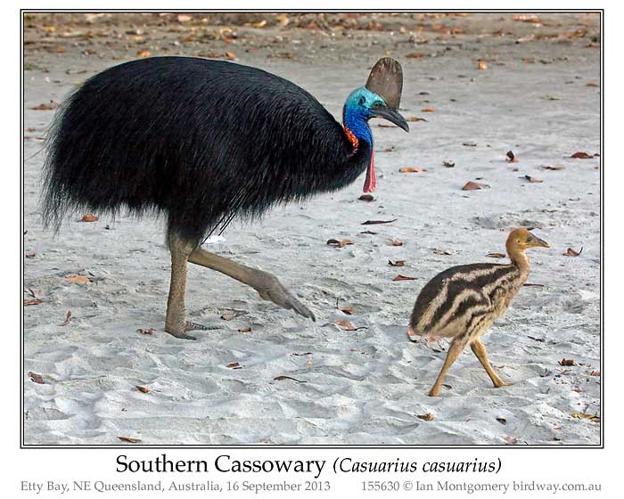 Photo of Southern Cassowary southern_cassowary_155630_pp