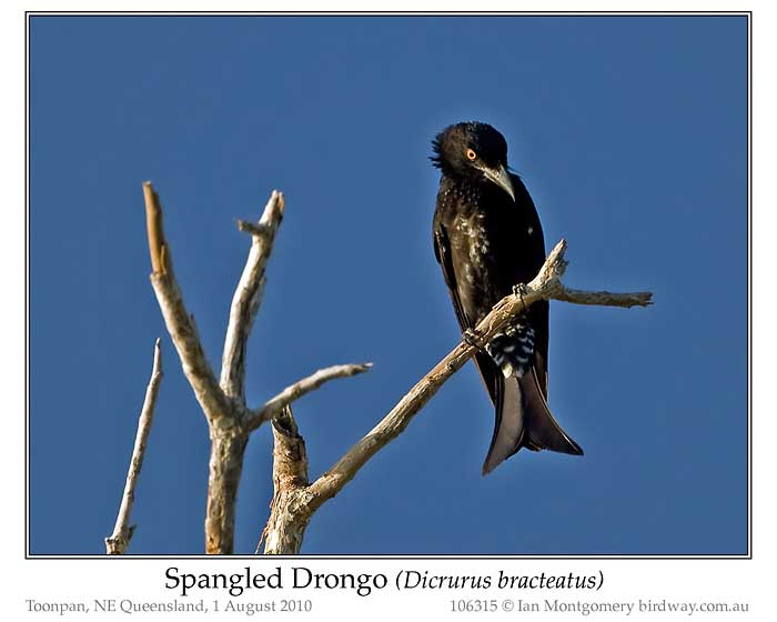Photo of Spangled Drongo spangled_drongo_106315_pp