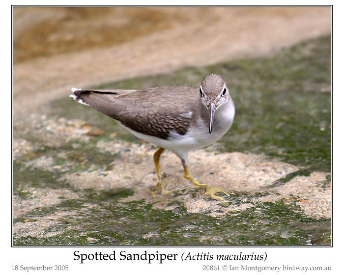 Photo of Spotted Sandpiper spotted_sandpiper_20861
