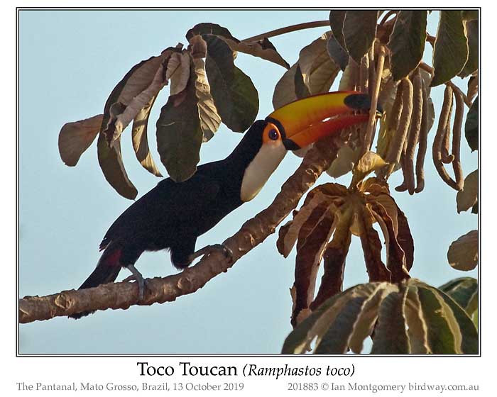 Photo of Toco Toucan toco_toucan_201883_pp