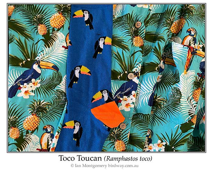Photo of Toco Toucan Shirt and Socks toco_toucan_socks_pp