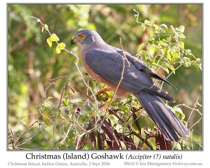 Photo of Christmas Island Goshawk variable_goshawk_39610_pp