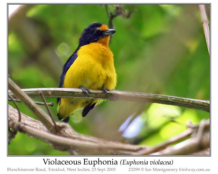 Photo of Name violaceous_euphonia_23299_pp