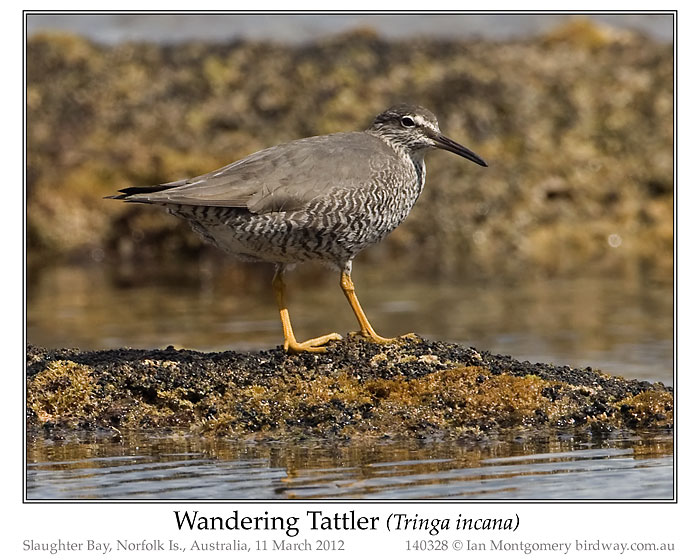 Photo of Wandering Tattler wandering_tattler_140328