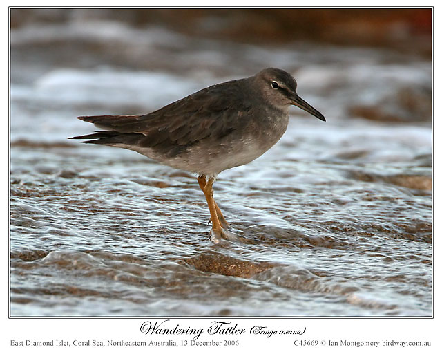 Photo of The Tattlers wandering_tattler_45669.jpg