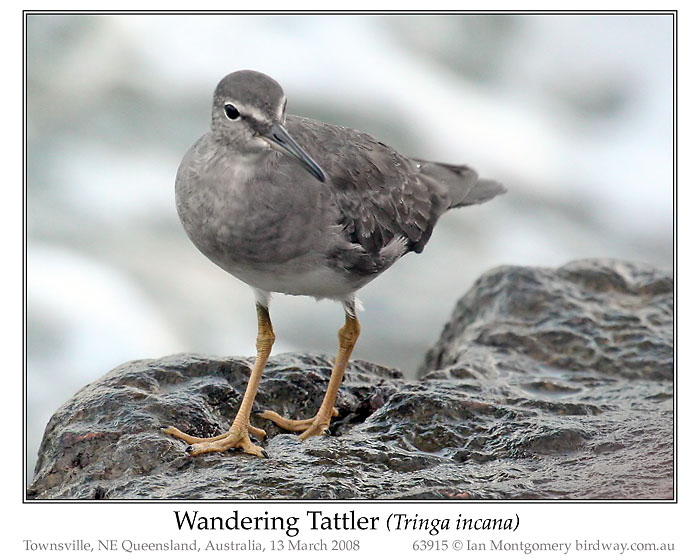 Photo of Wandering Tattler wandering_tattler_63915