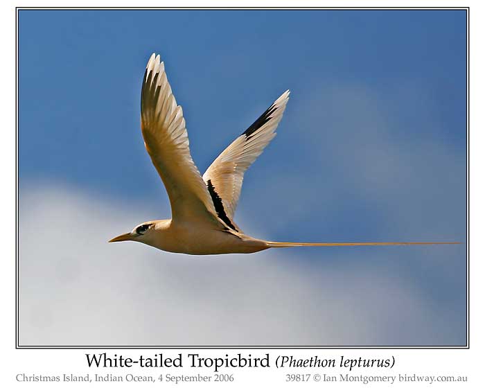 Photo of White-tailed Tropicbird whitetail_tropicbird_39817_pp