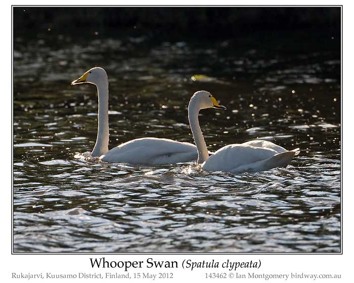 Photo of Whooper Swan whooper_swan_143462_pp