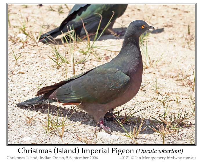 Photo of Christmas Island Imperial Pigeon xmas_is_imp_pigeon_40171_pp