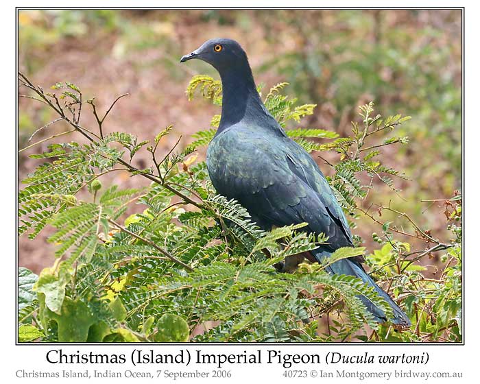 Photo of Christmas Island Imperial Pigeon xmas_is_imp_pigeon_40723_pp