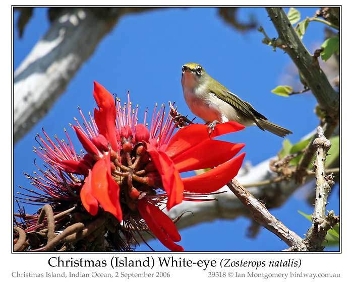 Photo of Christmas Island White-eye xmas_is_white_eye_39318_pp