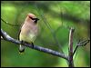 Click here to enter gallery and see photos of: Bohemian, Cedar Waxwing.