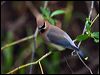 Click here to enter gallery and see photos/pictures/images of Cedar Waxwing
