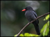 Click here to enter Black-fronted Nunbird