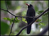 Click here to enter White-fronted Nunbird
