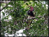 Click here to enter gallery and see photos/pictures/images of Helmeted Hornbill
