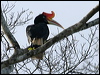 Click here to enter gallery and see photos/pictures/images of Rhinoceros Hornbill