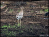 Click here to enter gallery and see photos of Double-striped Thick-knee