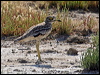 Click here to enter gallery and see photos of Eurasian Stone-curlew