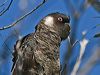 Click here to enter gallery and see photos of Carnaby's Black Cockatoo