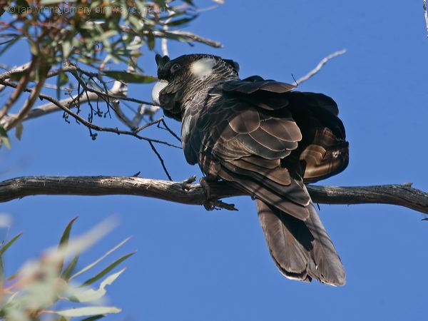 Carnaby's Black Cockatoo carnabysblkcockatoo_215952.psd