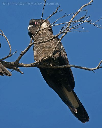 Carnaby's Black Cockatoo carnabysblkcockatoo_215989.psd