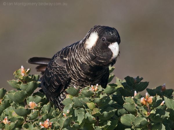 Carnaby's Black Cockatoo carnabysblkcockatoo_216734.psd