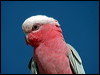 Click here to enter gallery and see photos of Galah 