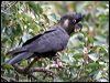 Click here to enter gallery and see photos of Long-billed/Baudin's Black Cockatoo