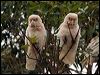 Click here to enter gallery and see photos of Long-billed Corella