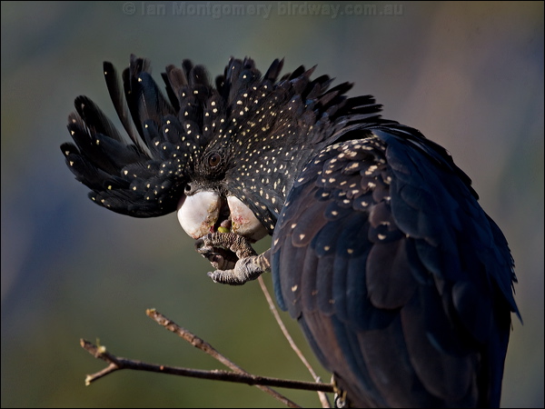 Red-tailed Black Cockatoo photo image 1 of 26 by Ian Montgomery at ...