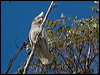 Click here to enter gallery and see photos of Western Corella