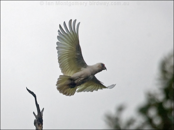 Western Corella western_corella_217279.psd