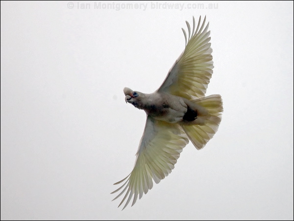 Western Corella western_corella_217329.psd