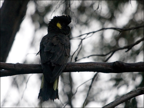 Yellow-tailed Black Cockatoo yetail_blk_cockatoo_128060.psd
