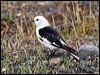 Click here to enter gallery and see photos/pictures/images of of Snow Bunting