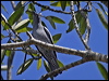 Click here to enter gallery and see photos/pictures/images of Barred Cuckooshrike