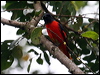 Click here to enter gallery and see photos/pictures/images of Grey-chinned Minivet