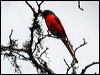 Click here to enter gallery and see photos/pictures/images of Long-tailed Minivet