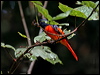 Click here to enter gallery and see photos/pictures/images of Scarlet Minivet