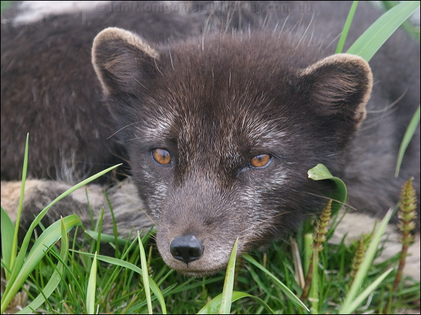 Arctic Fox arctic_fox_68316.psd