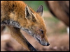 Click here to enter gallery and see photos of: Dingo, Red Fox