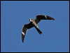 Click here to enter gallery and see photos/pictures/images of Common Nighthawk gallery