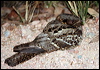 Click here to enter gallery and see photos of: Common Nighthawk; White-throated, White-tailed, Red-necked and Large-tailed Nightjar; Common Pauraque