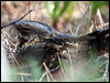 Click here to enter gallery and see photos/pictures/images of Red-necked Nightjar gallery