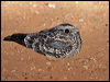 Click here to enter gallery and see photos/pictures/images of Spotted Nightjar gallery